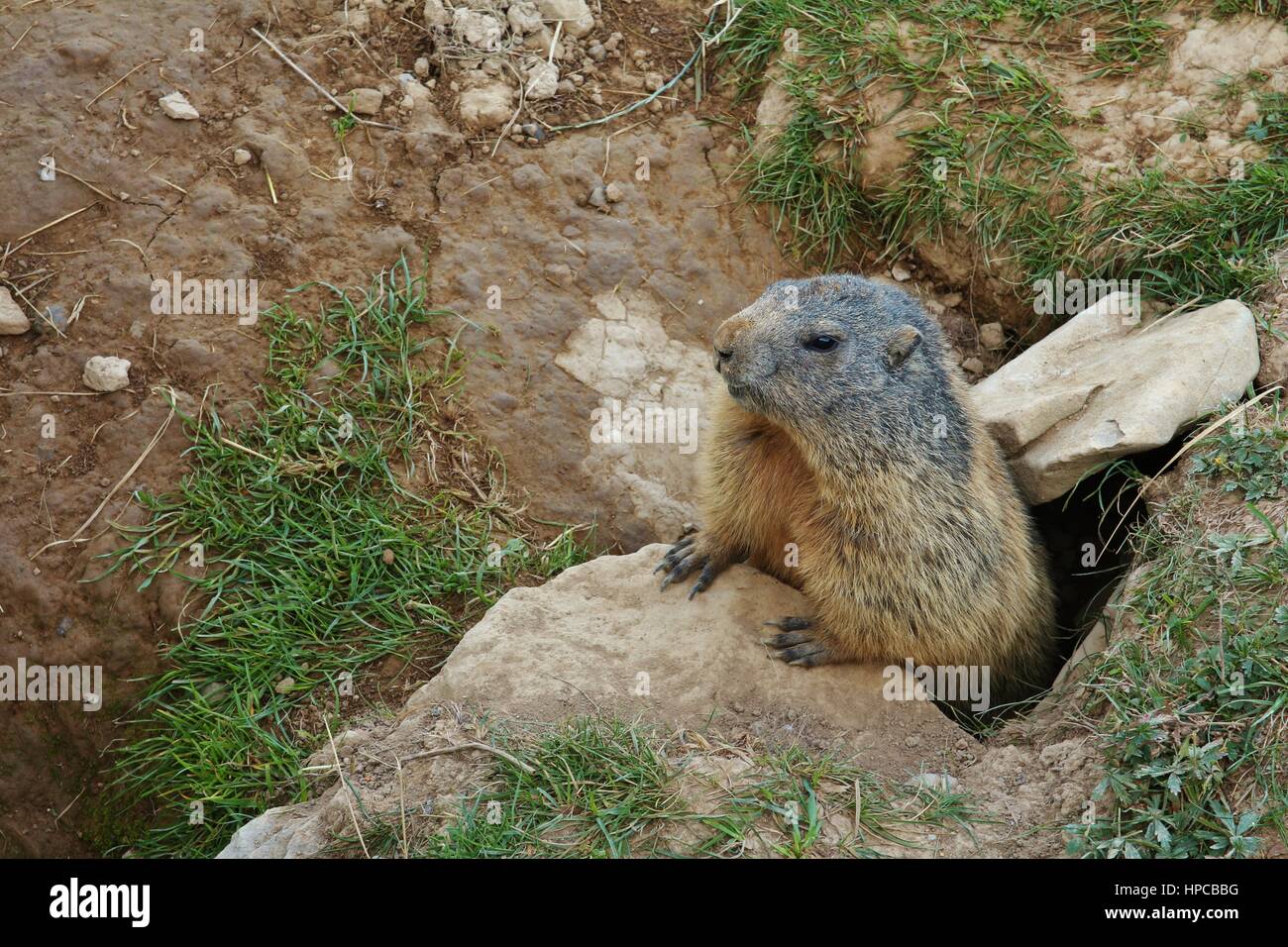 Marmot looking out of a hole. Wild animal living in the Alps Stock Photo -  Alamy