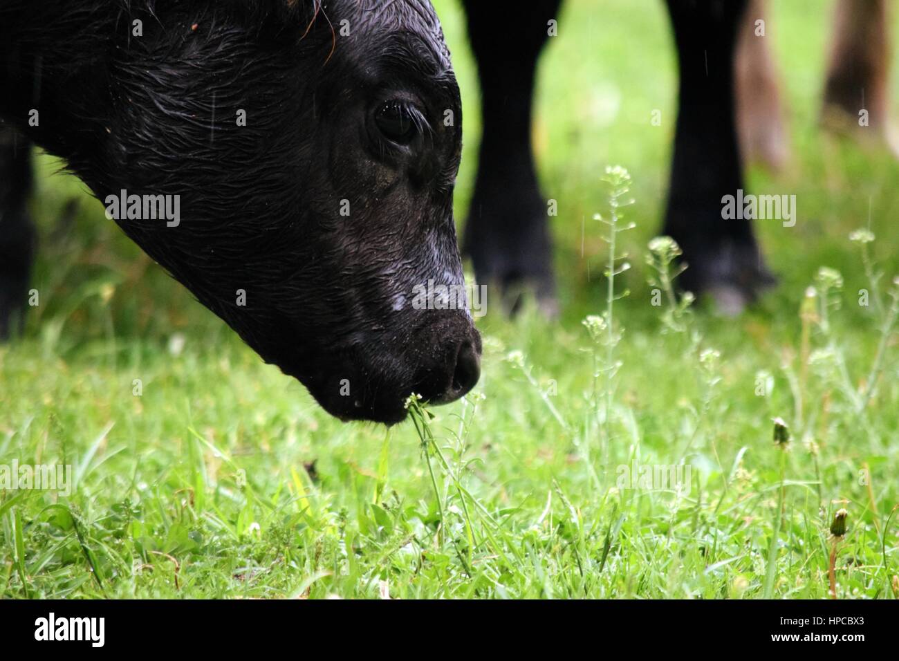 Cows interrupting a spring turkey hunt Stock Photo