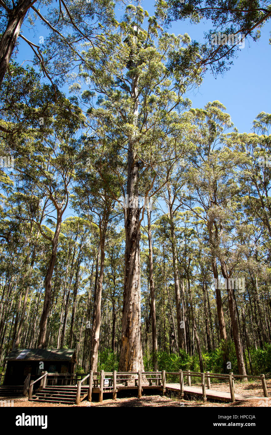 Diamond tree, manjimup hires stock photography and images Alamy
