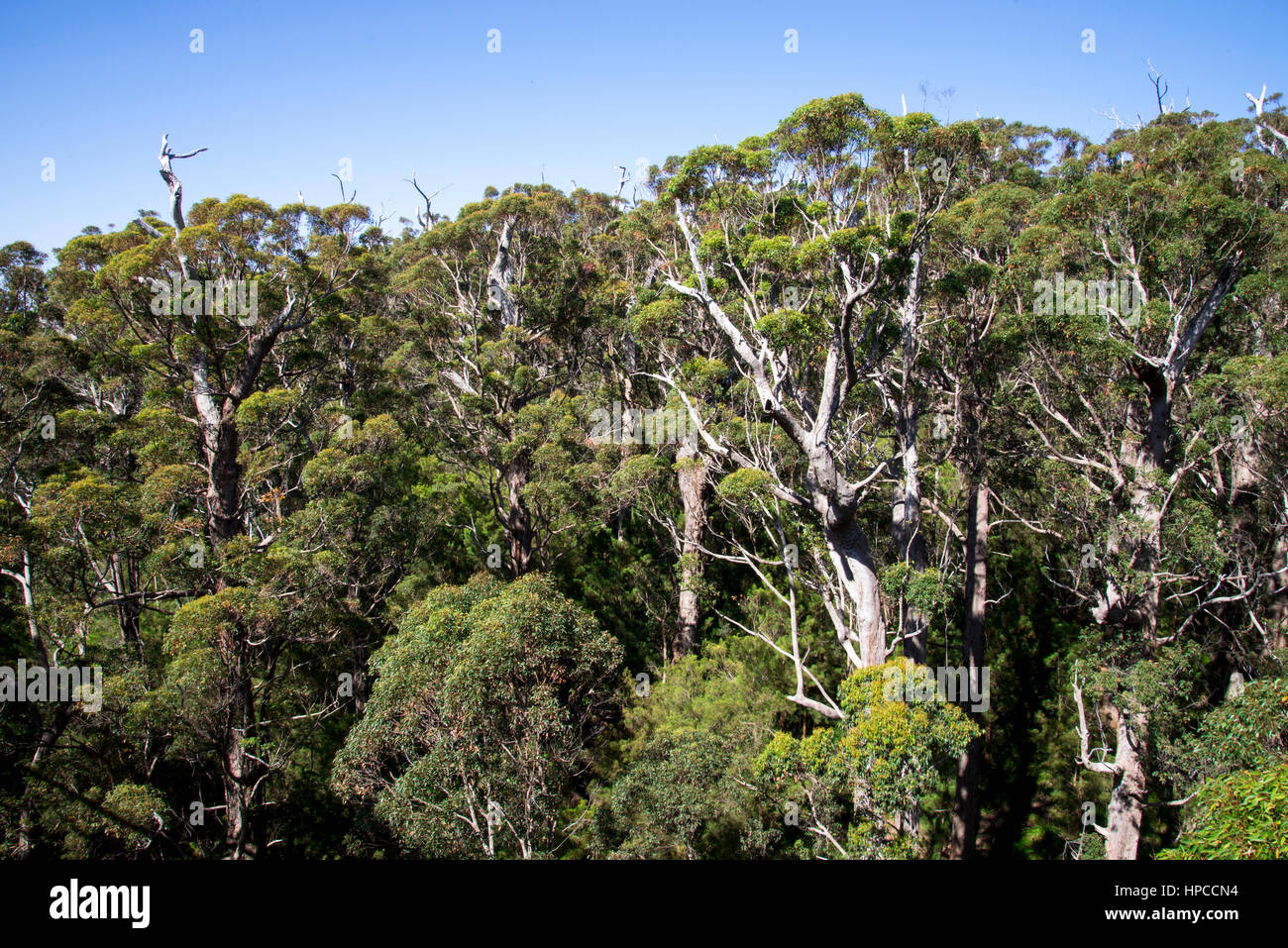 A view of of the giant trees from a Tree Top Walk bridge in the Valley