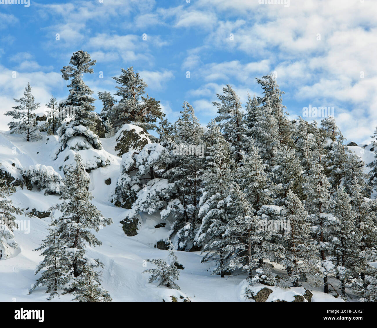 Snow covered trees against blue sky Stock Photo