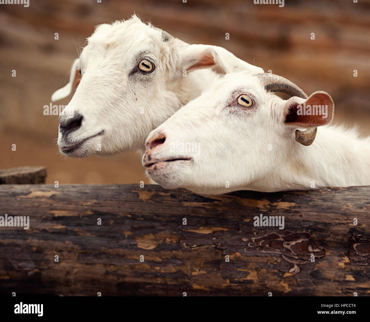 Close-Up Of White Goats Stock Photo