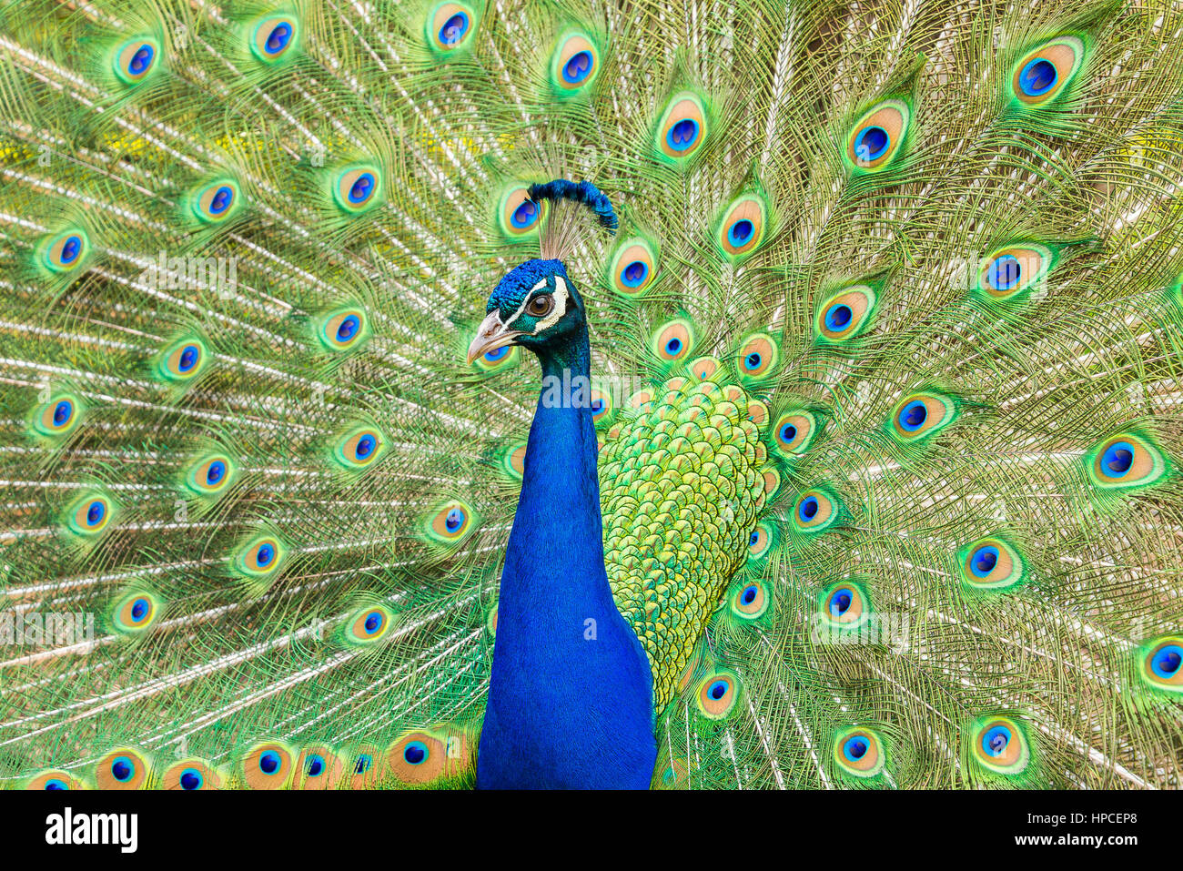 Peacock with tail fanned out Stock Photo