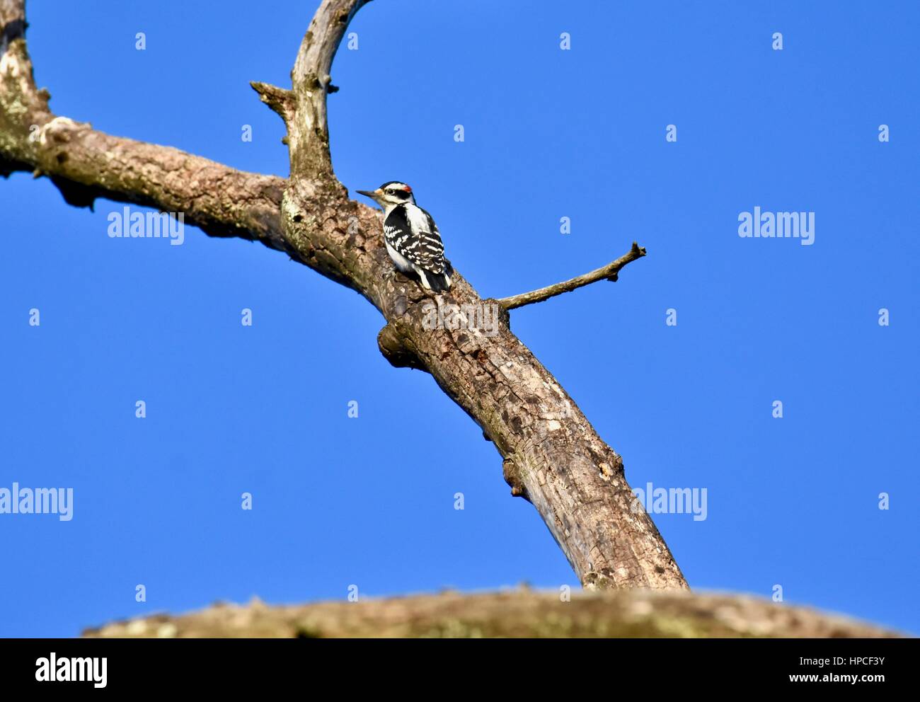 A Downy woodpecker (Picoides pubescens) perched on a tree Stock Photo