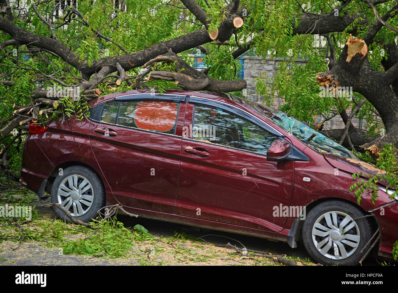 Car destroyed by a fallen tree Stock Photo