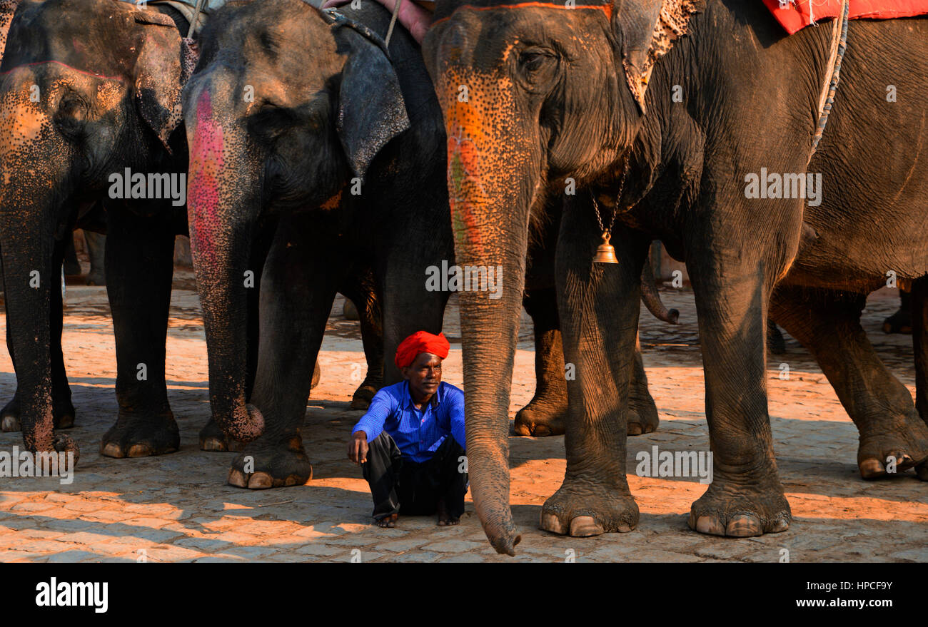 Asian Elephant at Amber Fort (Amer Fort) in Jaipur,Rajasthan,India Stock Photo