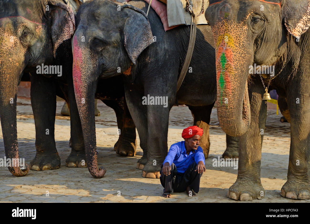 Asian Elephant at Amber Fort (Amer Fort) in Jaipur,Rajasthan,India Stock Photo