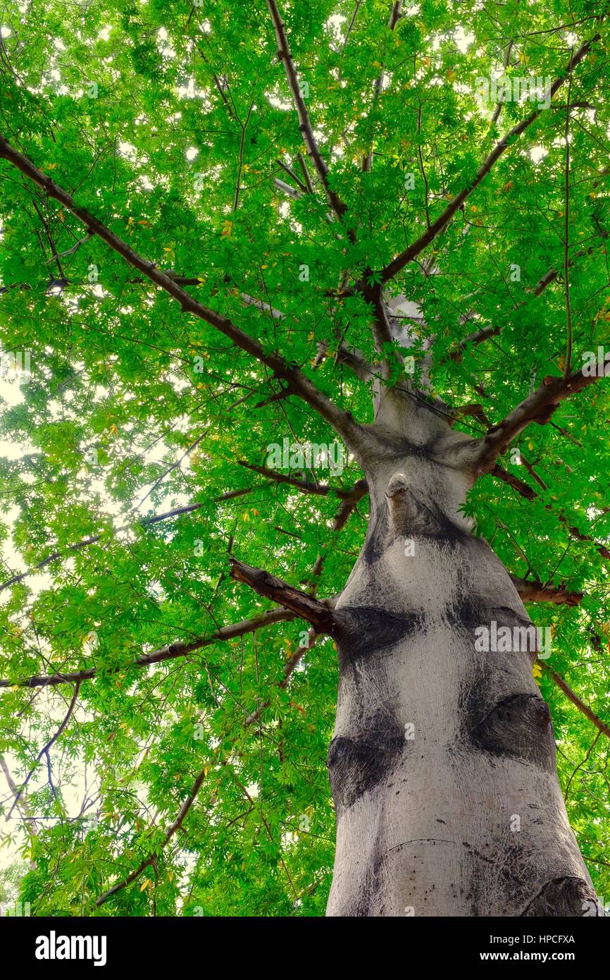 Mighty tree Stock Photo