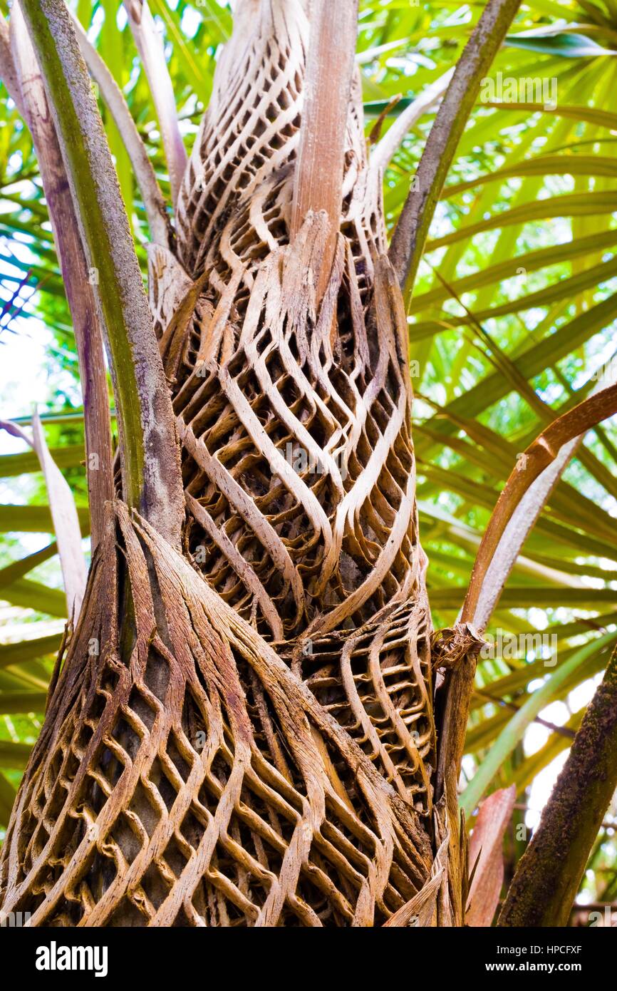Woven palm bark Stock Photo