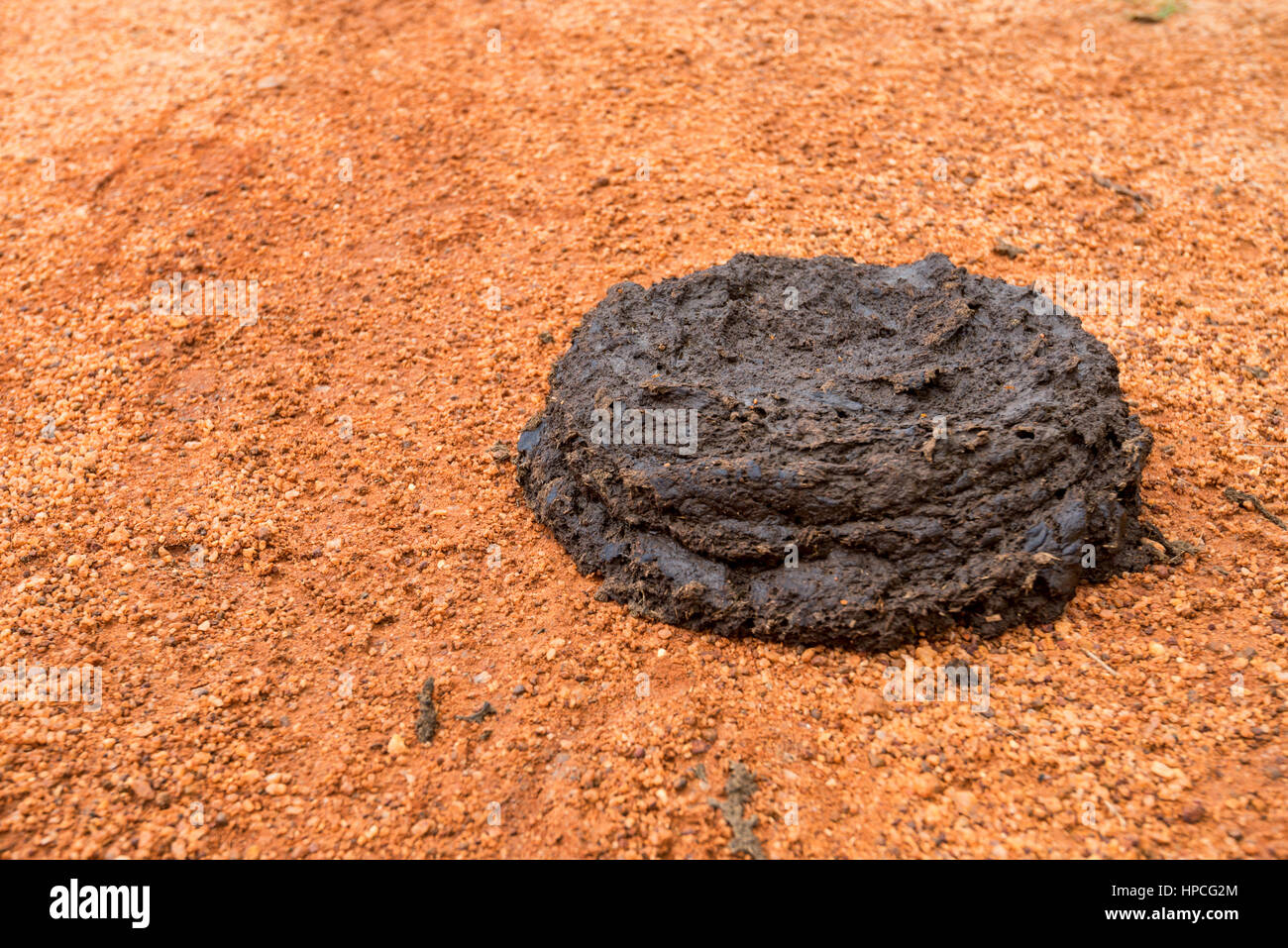 The Unexpected Truth About Cow Manure Consumption - kolwpso