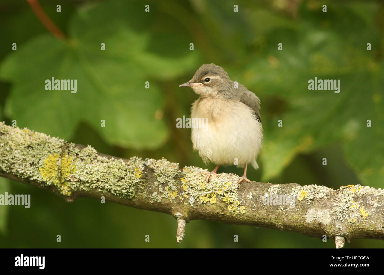 A cute baby Grey wagtail (Motacilla cinerea) perched on a lichen covered branch. Stock Photo
