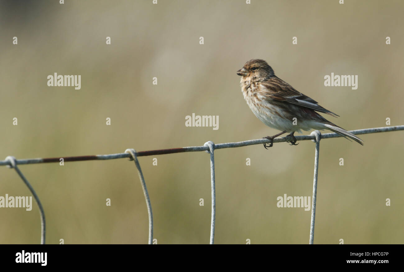 A Twite (Carduelis flavirostris) sitting on a wire fence. Stock Photo
