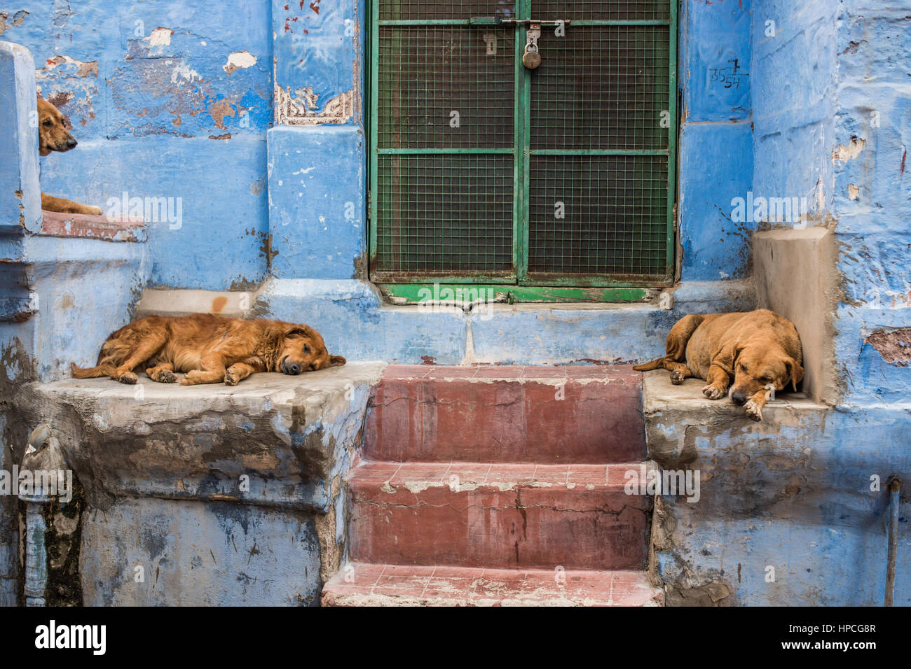 dogs sleeping outside