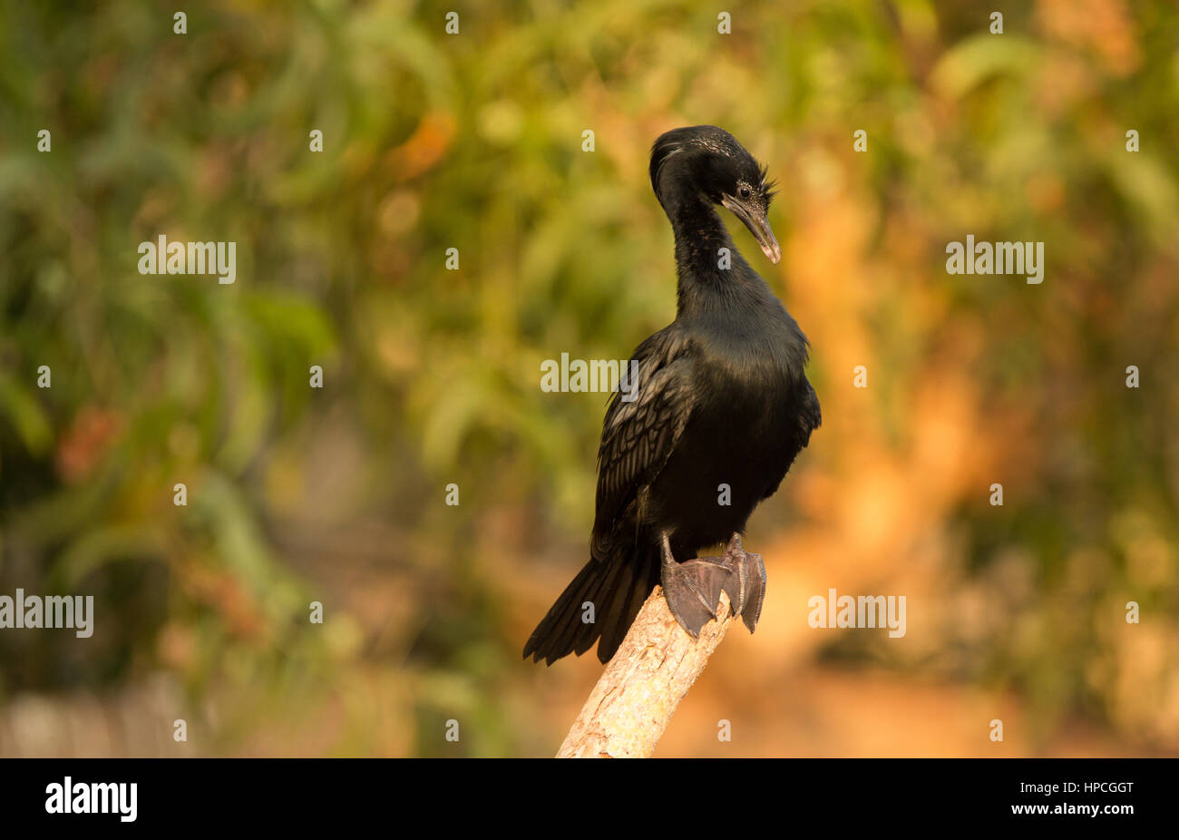 Lonely black cormorant Stock Photo