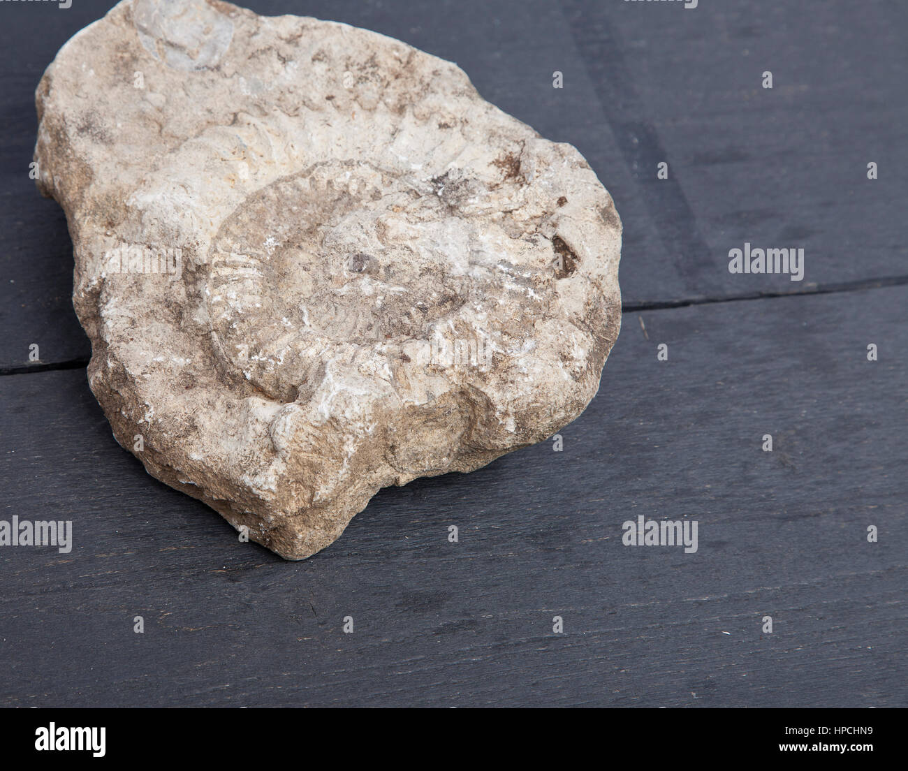 Nautilus fossil in stone on wooden background Stock Photo