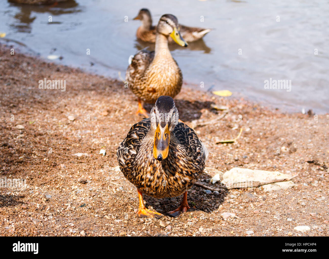 a flock of ducks walking along the shore Stock Photo - Alamy
