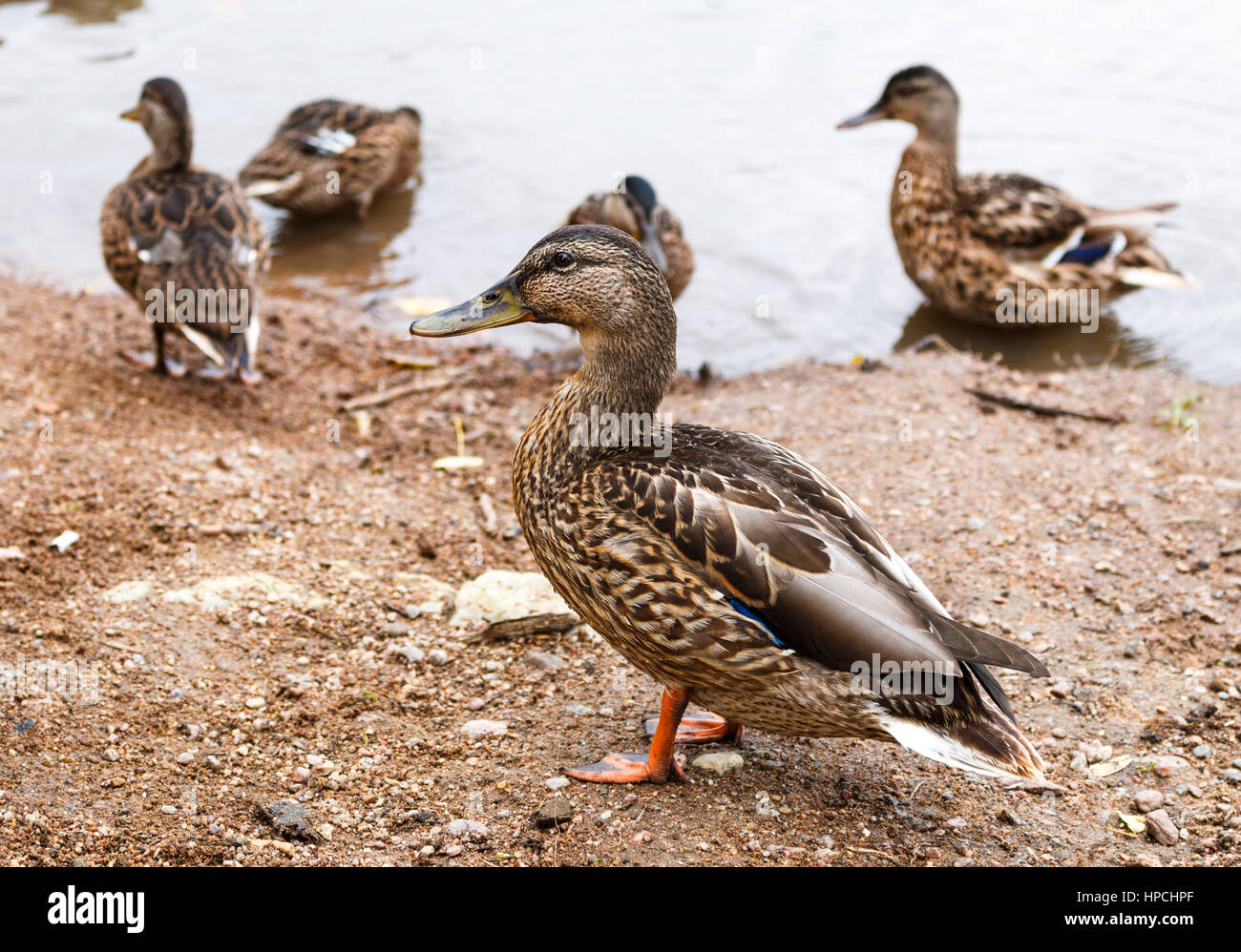 a flock of ducks walking along the shore Stock Photo - Alamy