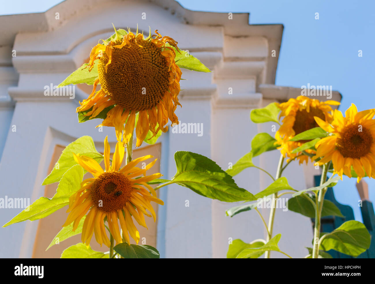 a Wilting sunflowers against a blue sky Stock Photo Alamy