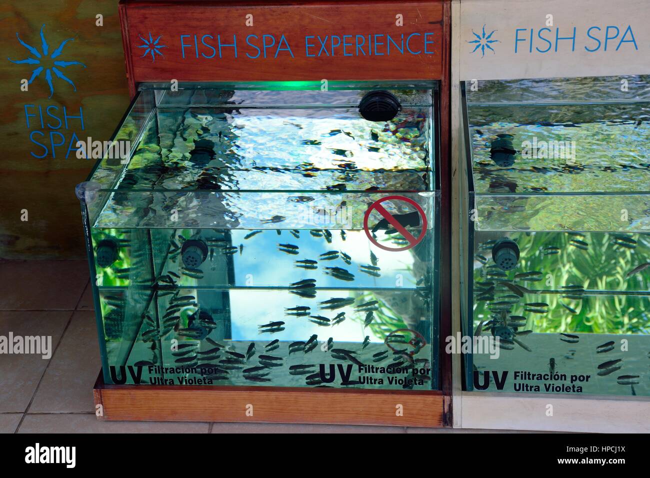 Coba  , Mexico - January  19, 2017: Fish manicure tanks Stock Photo