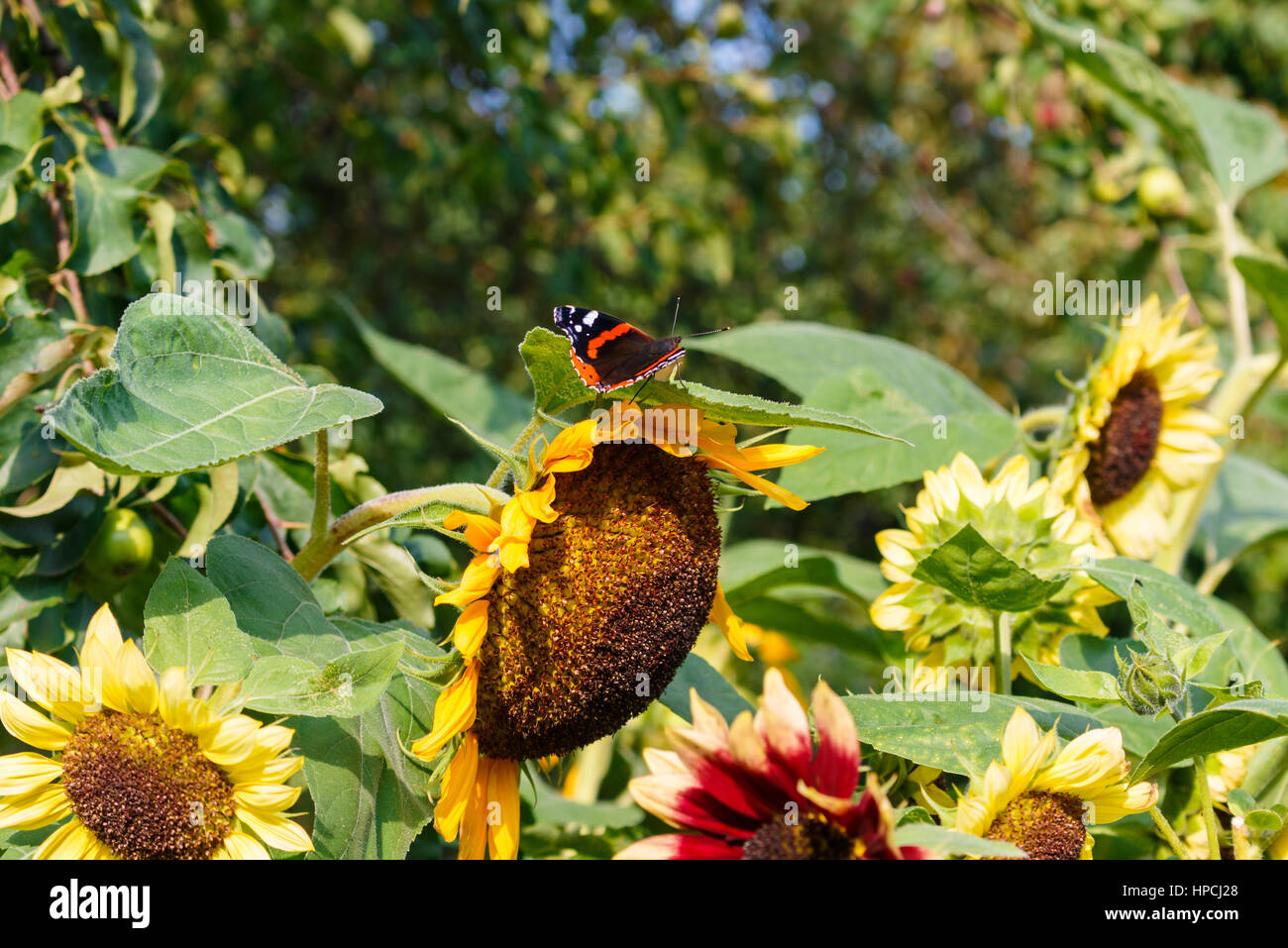 Peacock butterfly on a flower Stock Photo - Alamy