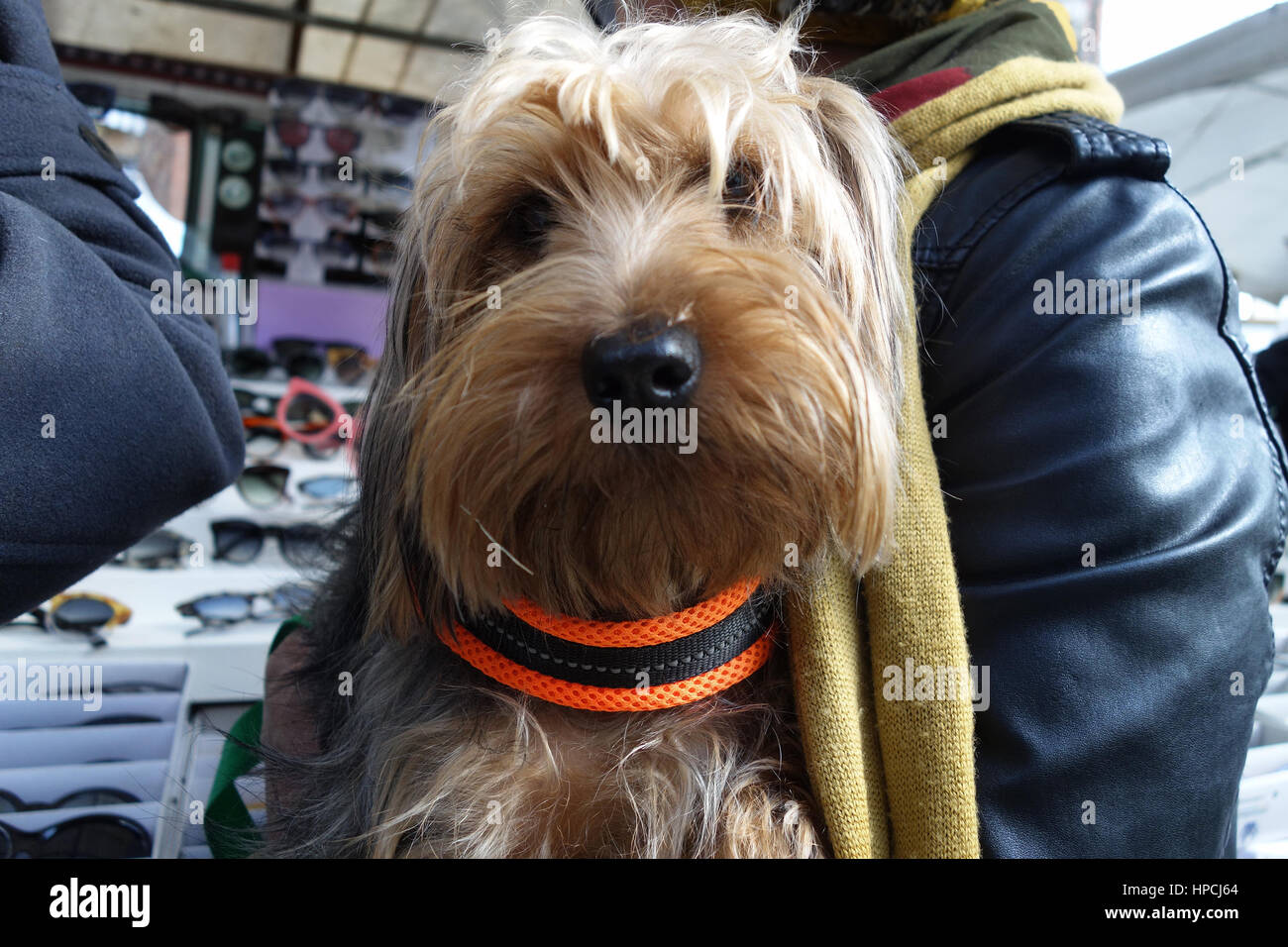woman carry a dog at the flea market Stock Photo Alamy