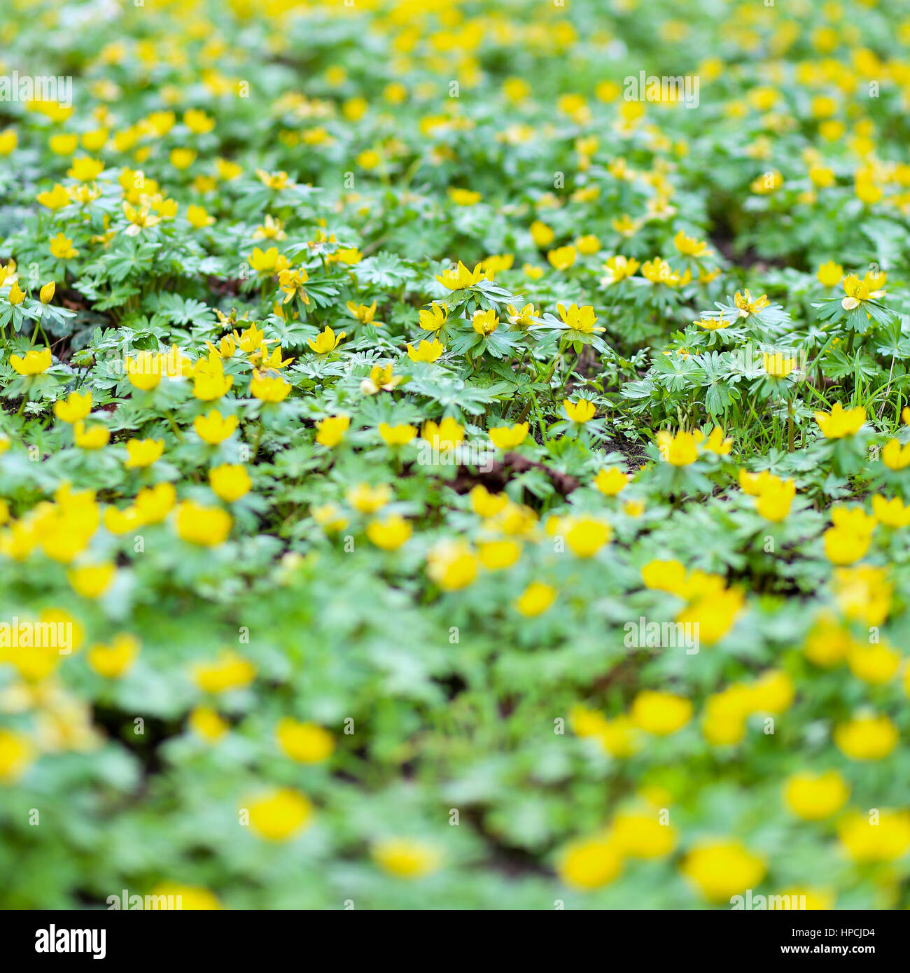 Yellow buttercup type flowers hires stock photography and images Alamy
