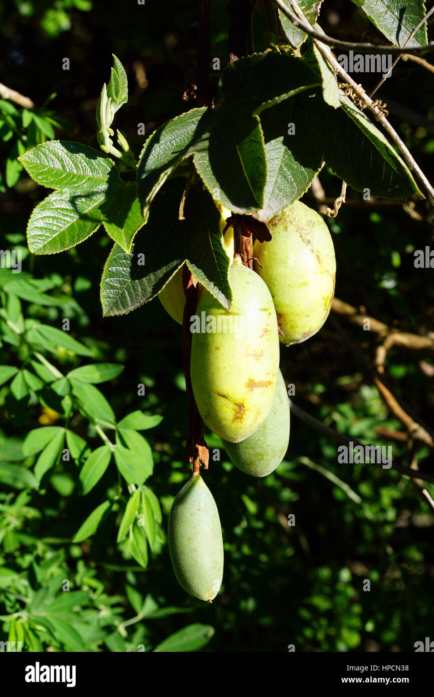 Wild banana passionfruit growing wild outdoors Stock Photo