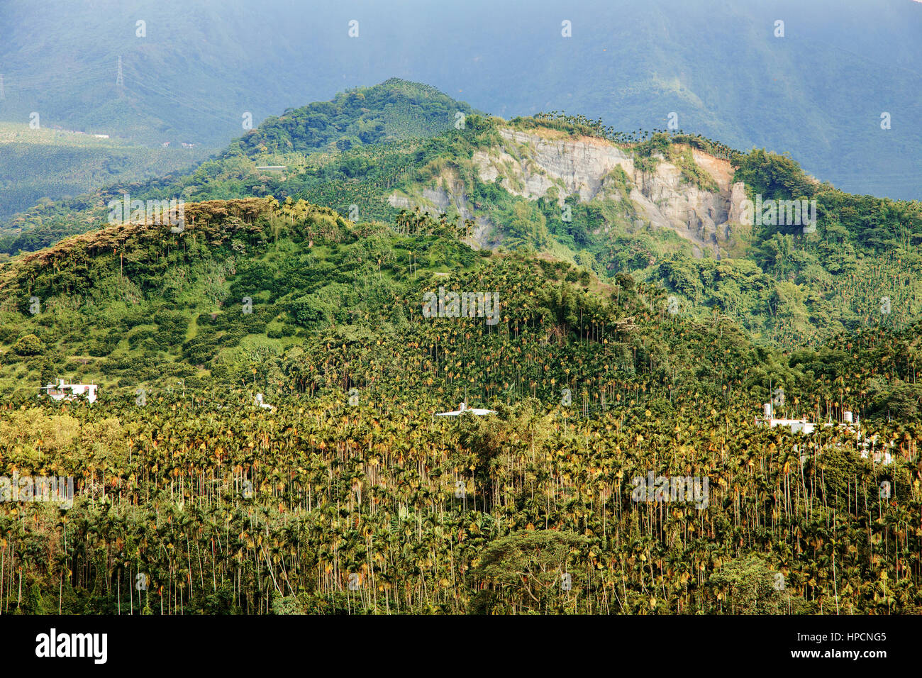 Betel nut trees on a mountain Taiwan Stock Photo