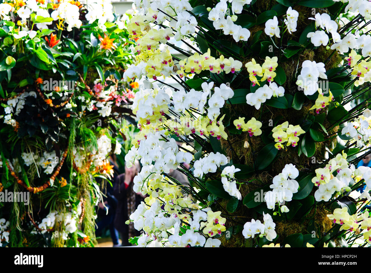 Orchids Exhibition,Tropical Plants,Kew Garden Stock Photo Alamy