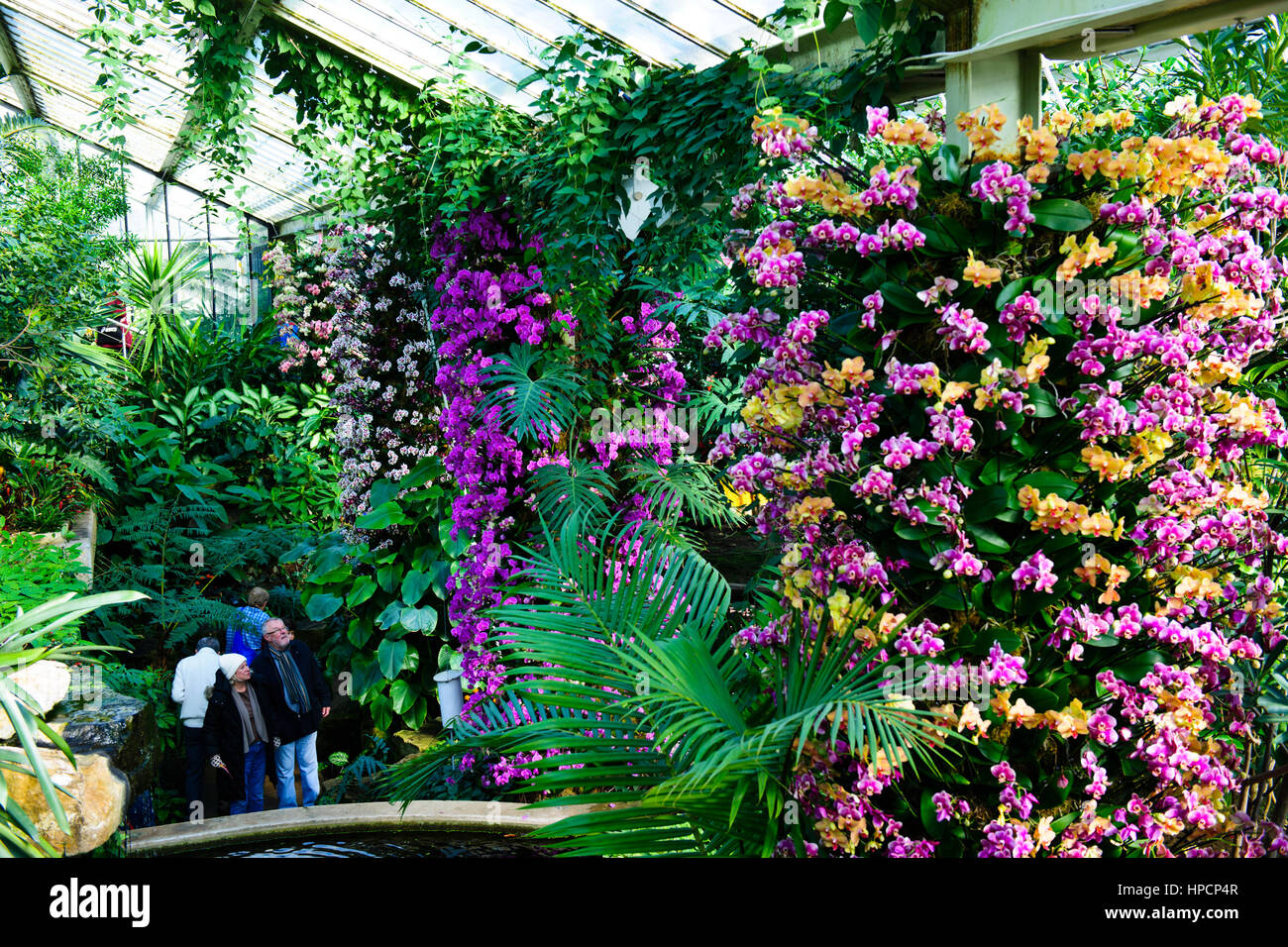 Orchids Exhibition,Tropical Plants,Kew Garden Stock Photo Alamy