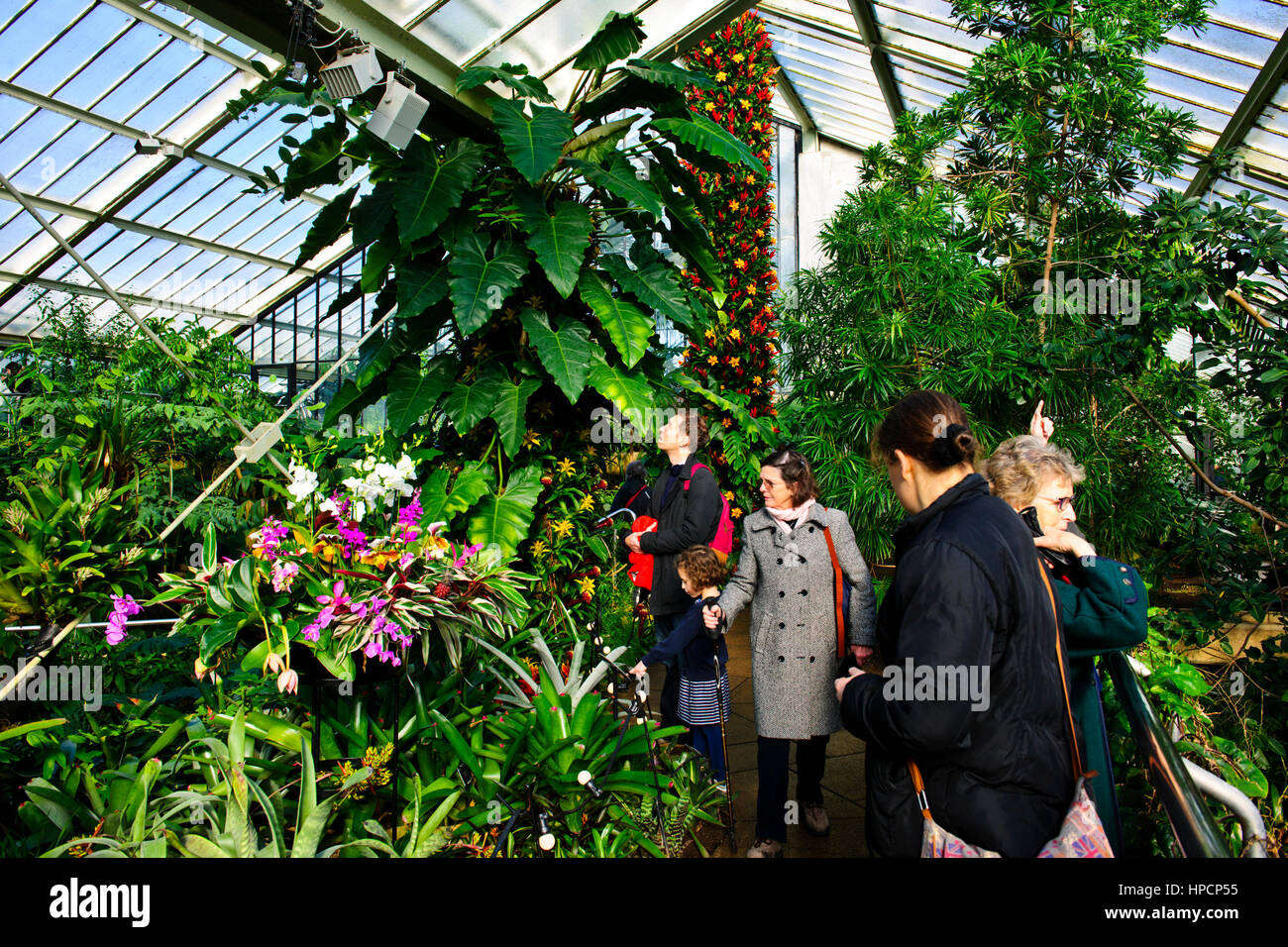 Orchids Exhibition,Tropical Plants,Kew Garden Stock Photo Alamy