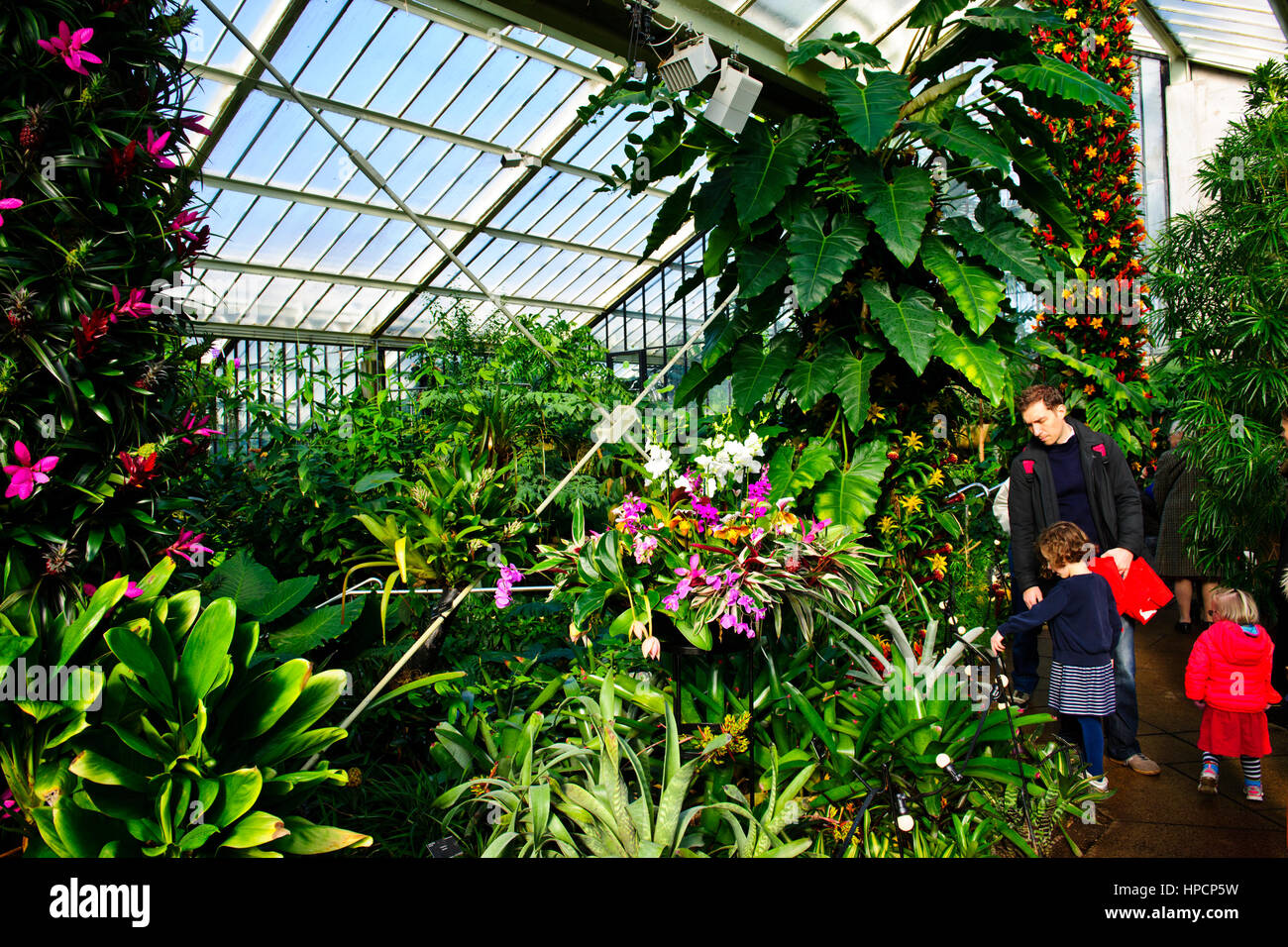 Orchids Exhibition,Tropical Plants,Kew Garden Stock Photo Alamy