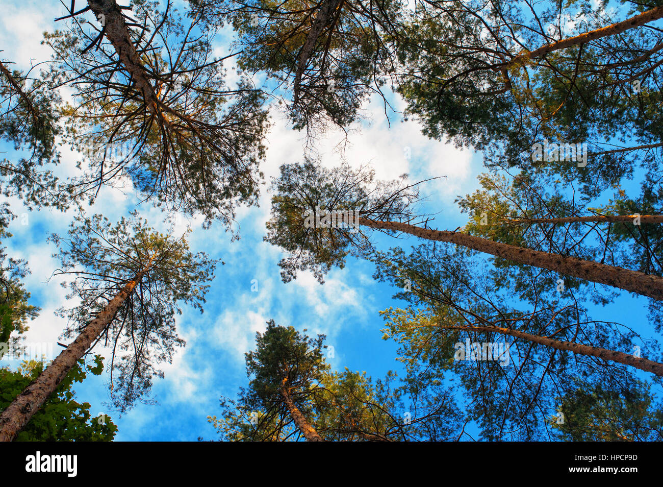 tall pine trees on a background of clouds in the forest. Stock Photo