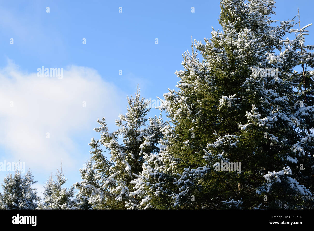White Spruce (Picea glauca) in Winter Stock Photo