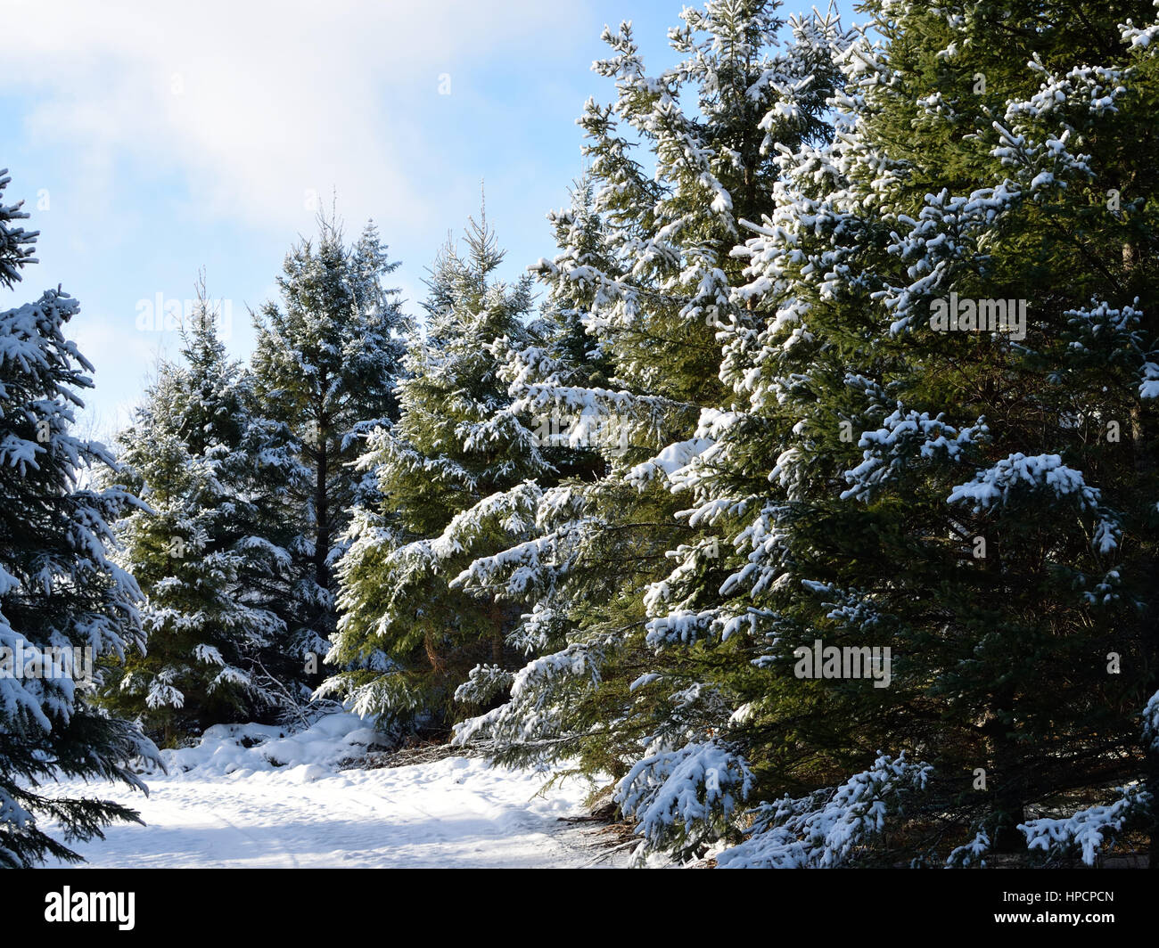 Snow Covered White Spruce (Picea glauca) Stock Photo
