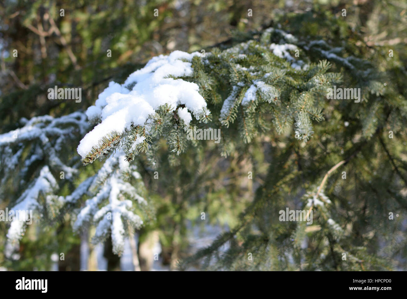 Snow on White Spruce (Picea glauca) Branch Stock Photo