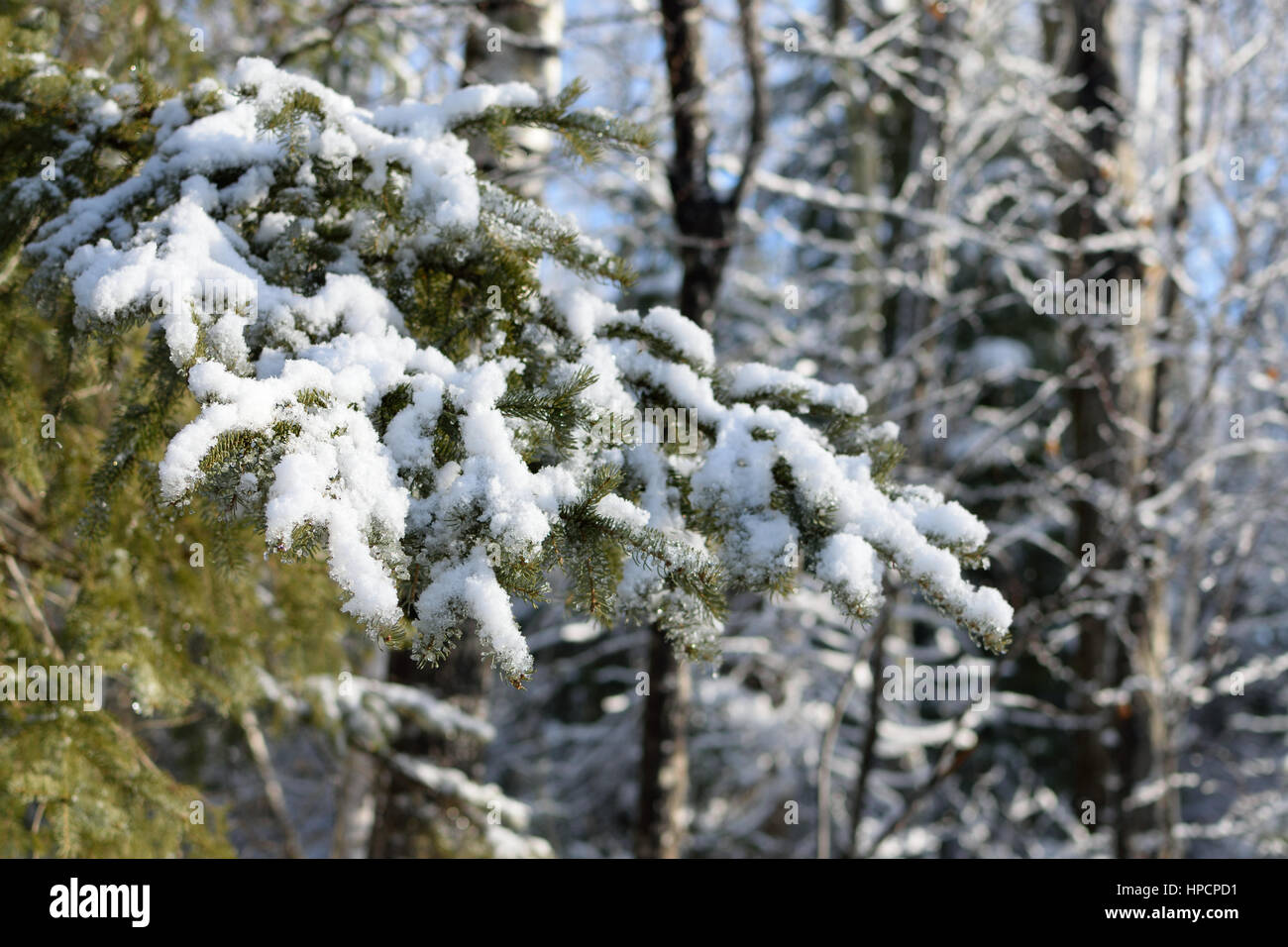 Snow Covered White Spruce (Picea glauca) Branch Stock Photo
