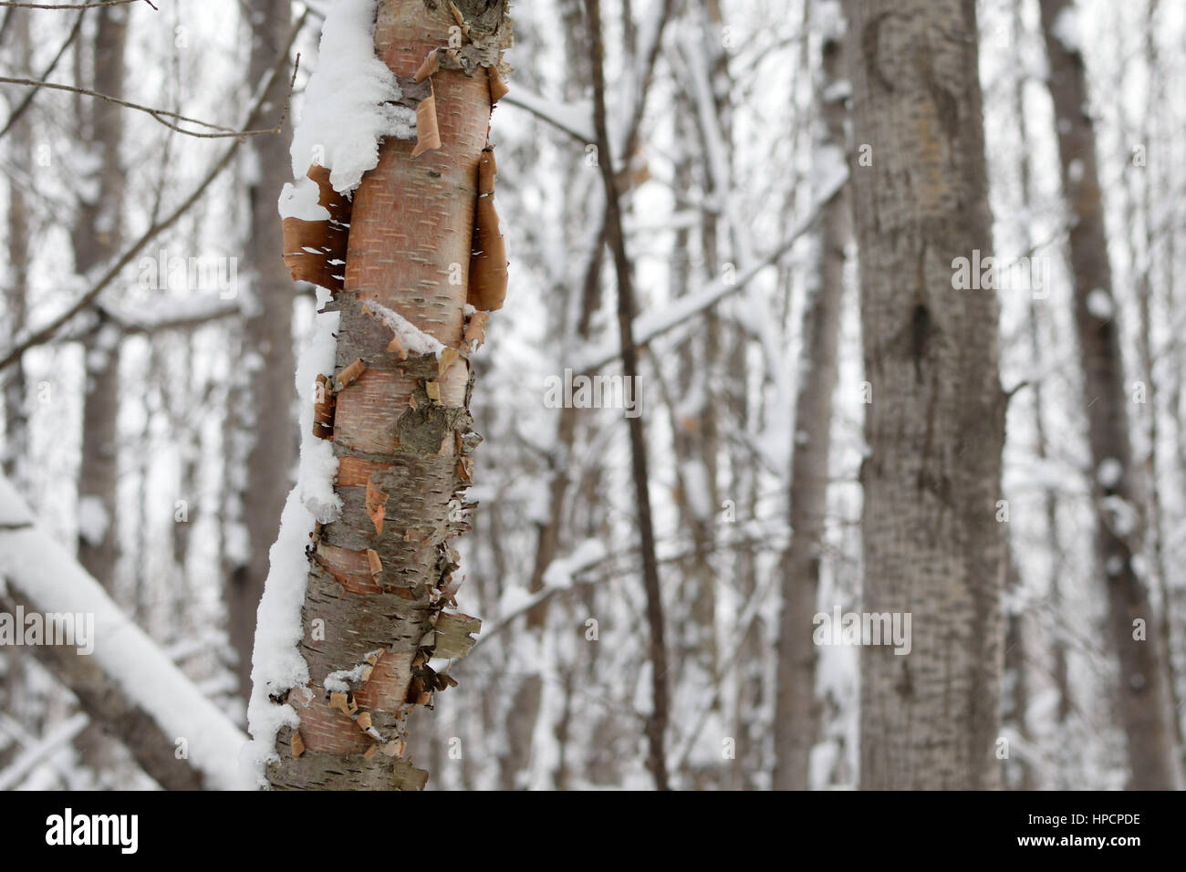 Birch (Betula papyrifera) in Winter Stock Photo