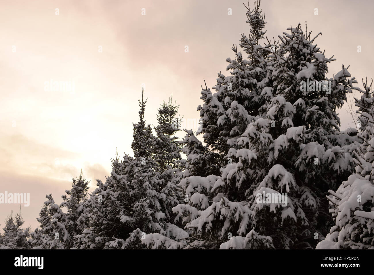 Spruce (Picea glauca) in Winter Stock Photo