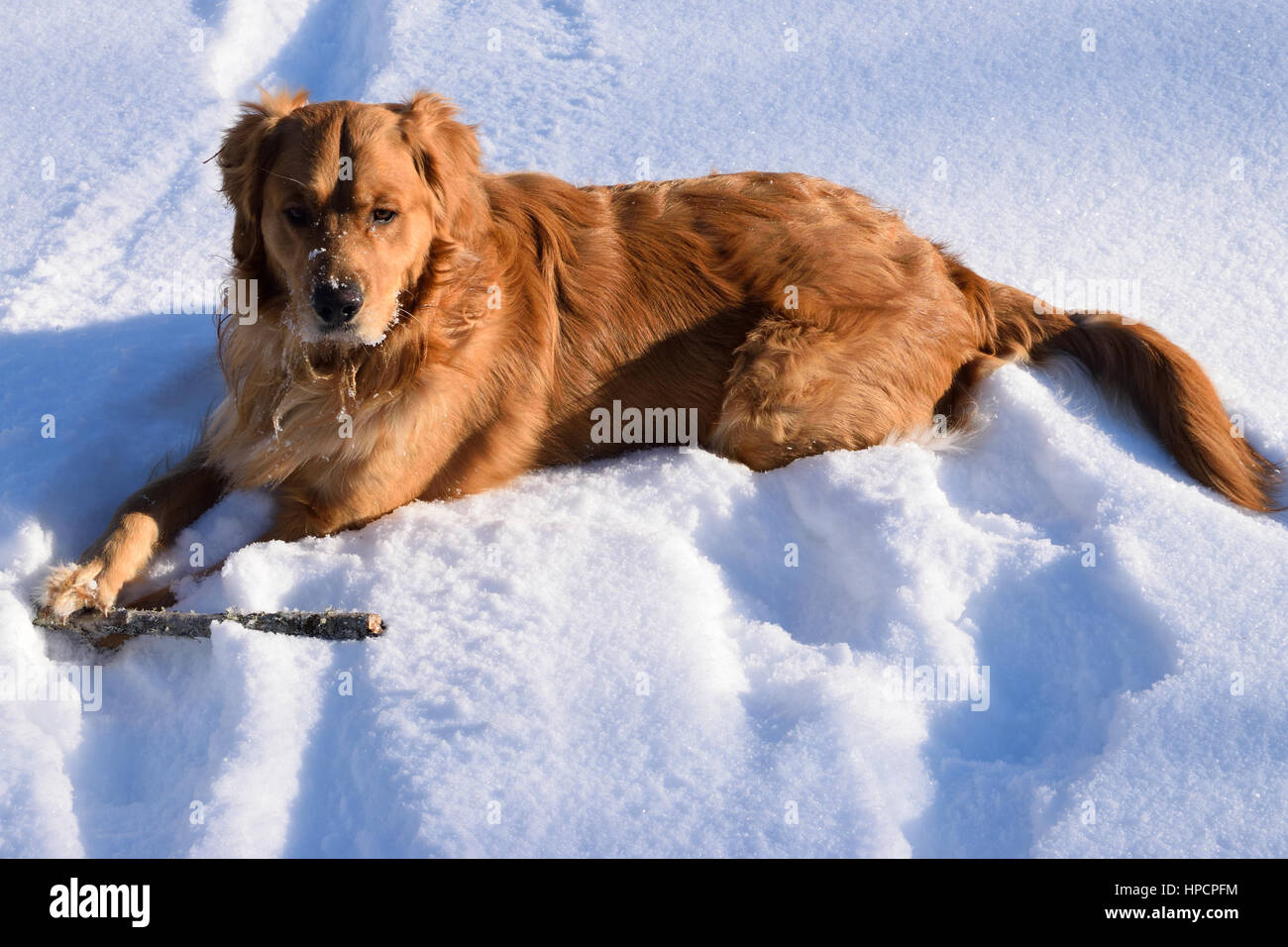 Golden Retriever Laying in Snow Stock Photo - Alamy