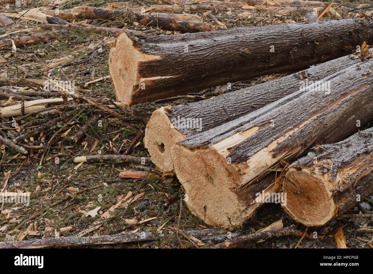 Northern White Cedar Logs on Landing Stock Photo Alamy