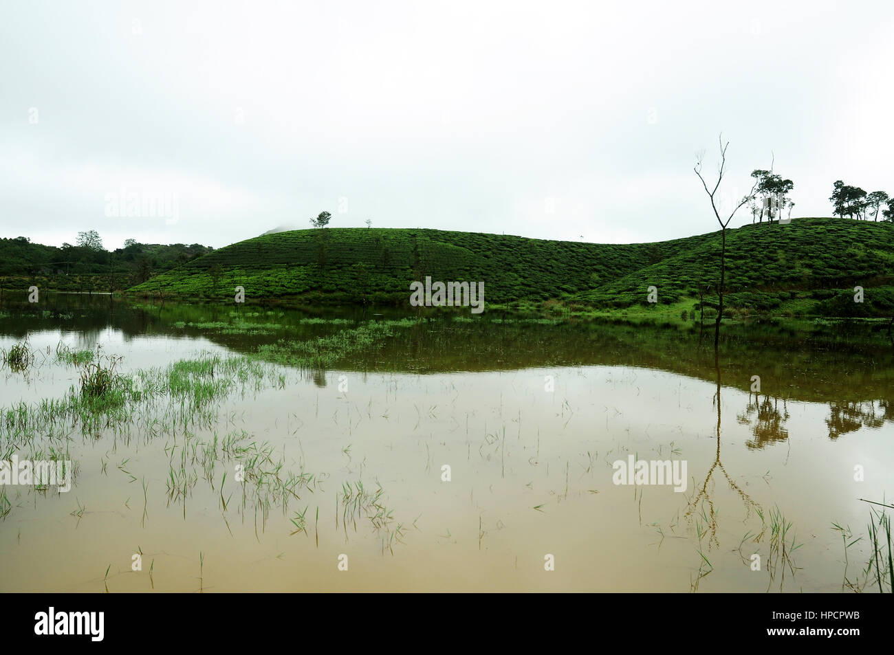 nature purity grass on the river bank Stock Photo - Alamy