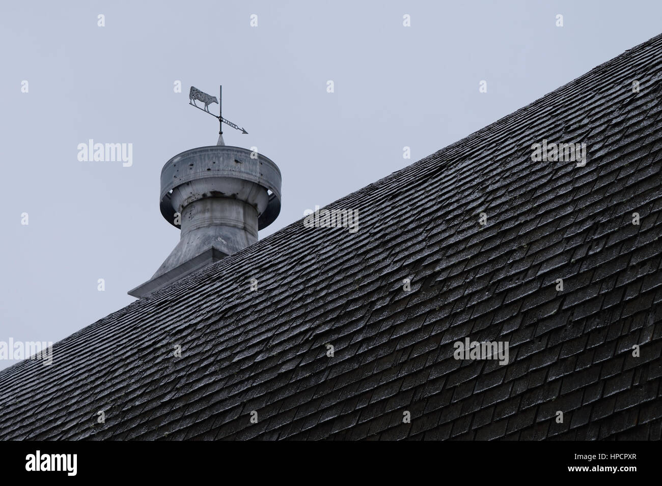 Cow Weathervane and Cupola on Barn Roof Stock Photo Alamy
