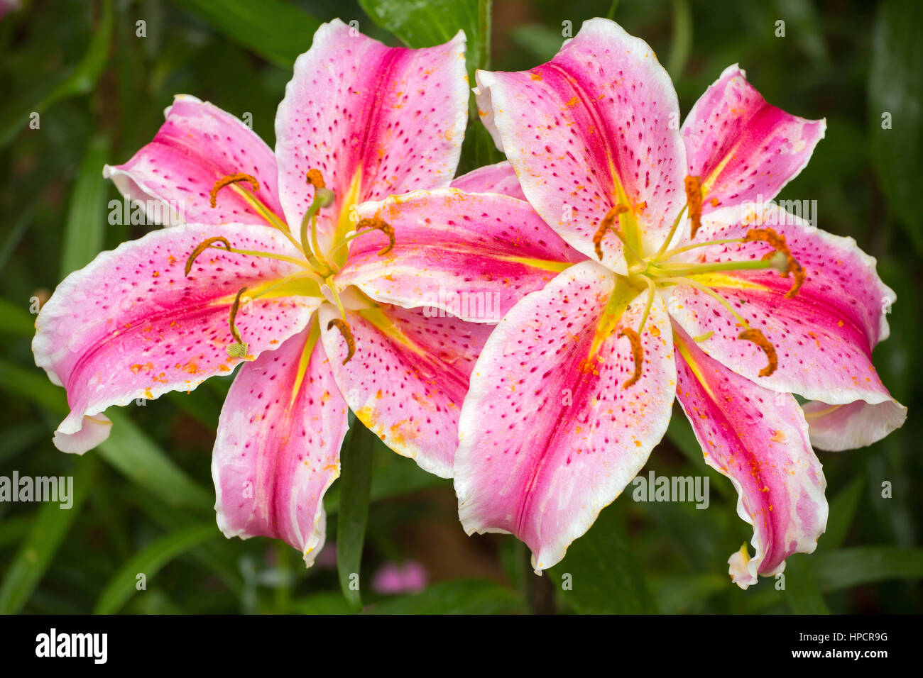 Asiatic lilies garden hires stock photography and images Alamy