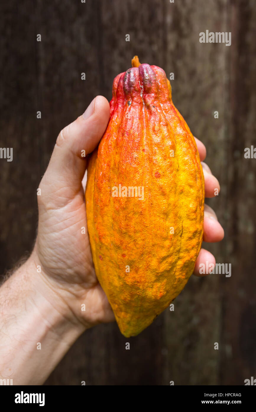 Men's hand holding ripe yellow cocoa fruit Stock Photo