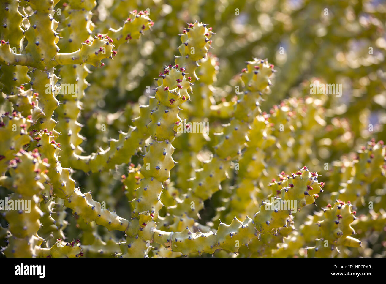 Various fresh green cactus plants background Stock Photo