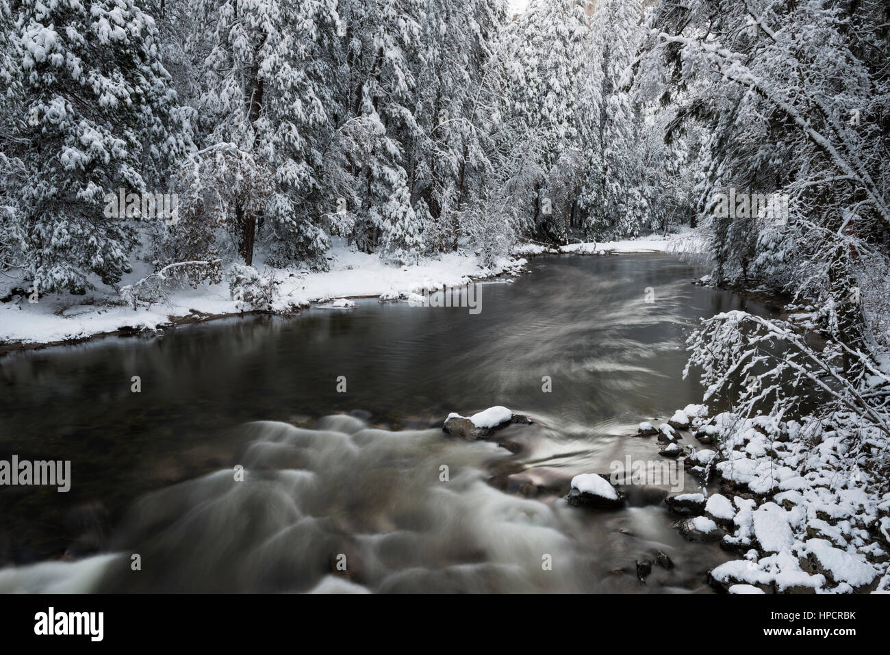 Snowdusted pines along the Merced River, Yosemite National Park, California USA Stock Photo