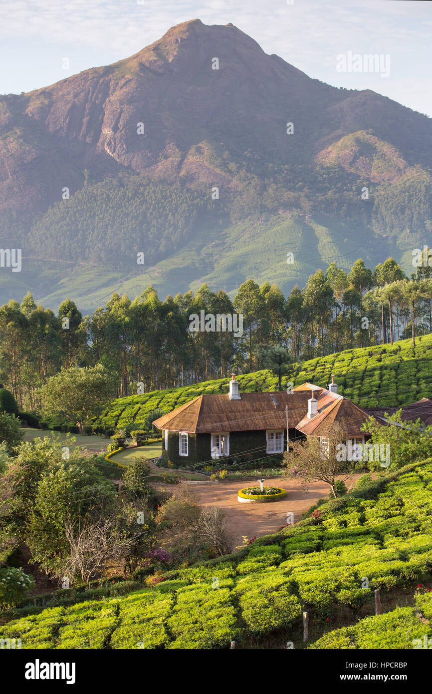 House in the middle of tea plantations in Munnar, Kerala,  India Stock Photo