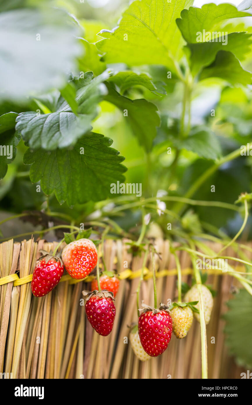 Fresh strawberry growing  in a farm in Chiang Mai, Northern Thailand. Stock Photo