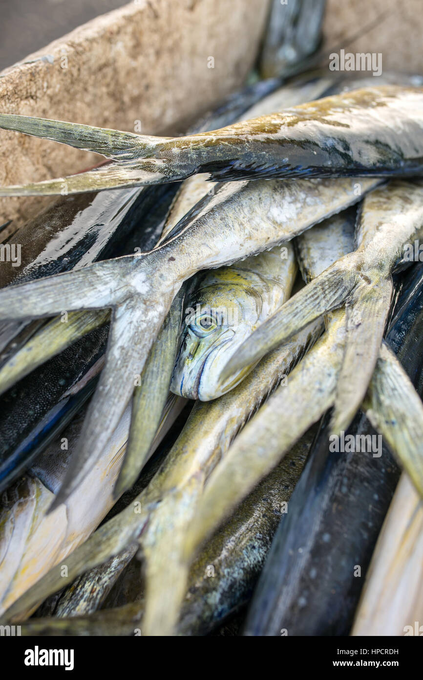Catch fresh scombridae fishes lying in plastic container just from sea, on fishermen boat. Stock Photo